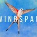 Wingspan é o Card Game de Pássaros que Chega ao PlayStation em Outubro